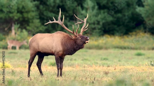 Wallpaper Mural Bull Elk During the Rut Video Clip  Torontodigital.ca