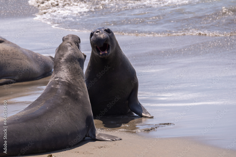 Obraz premium Elephant Seals Fighting off the coast of San Simeon California