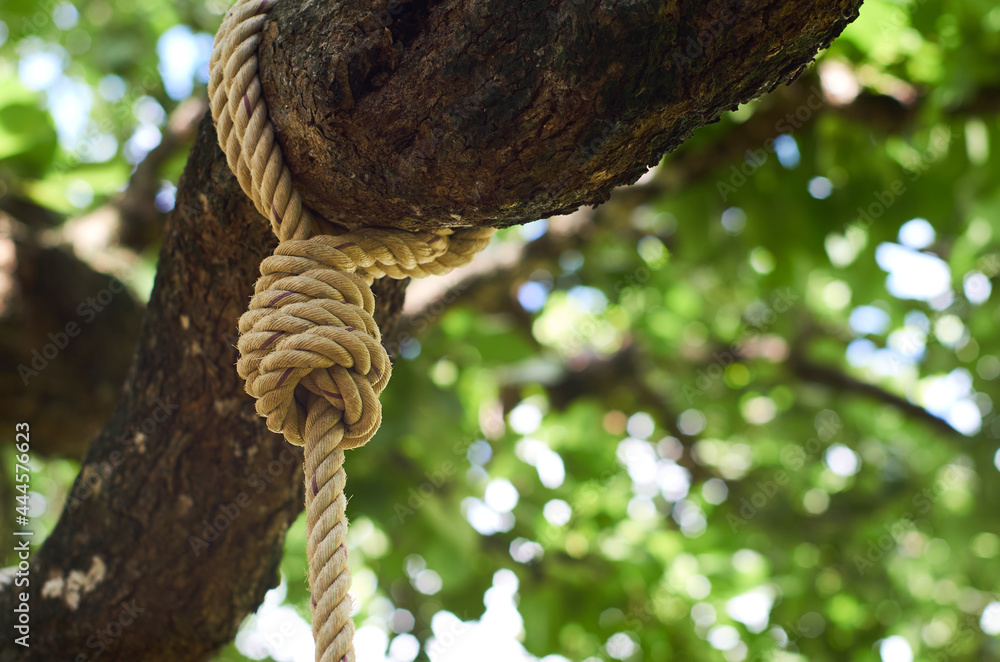 The rope knot on the big branch The rope knot on the big branch