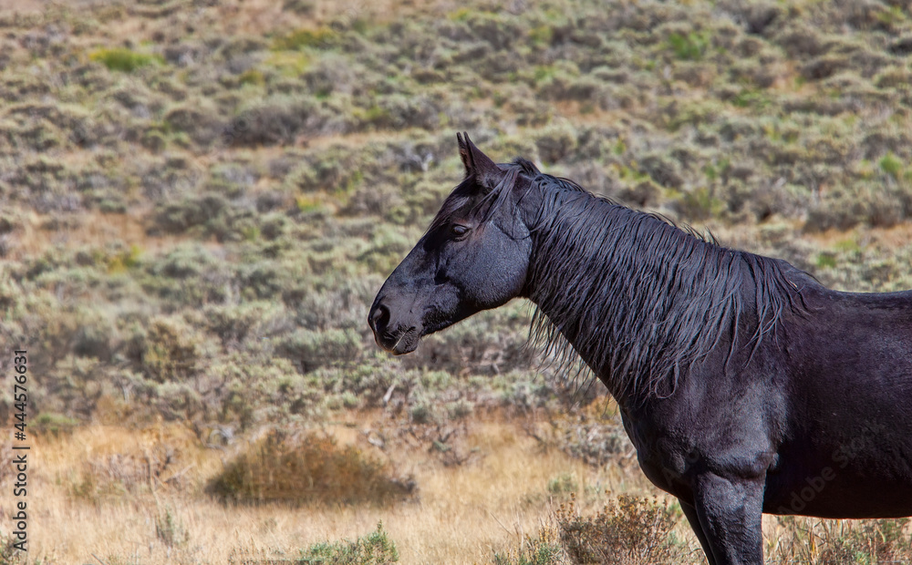 Fototapeta premium Alert Black Horse in Colorado