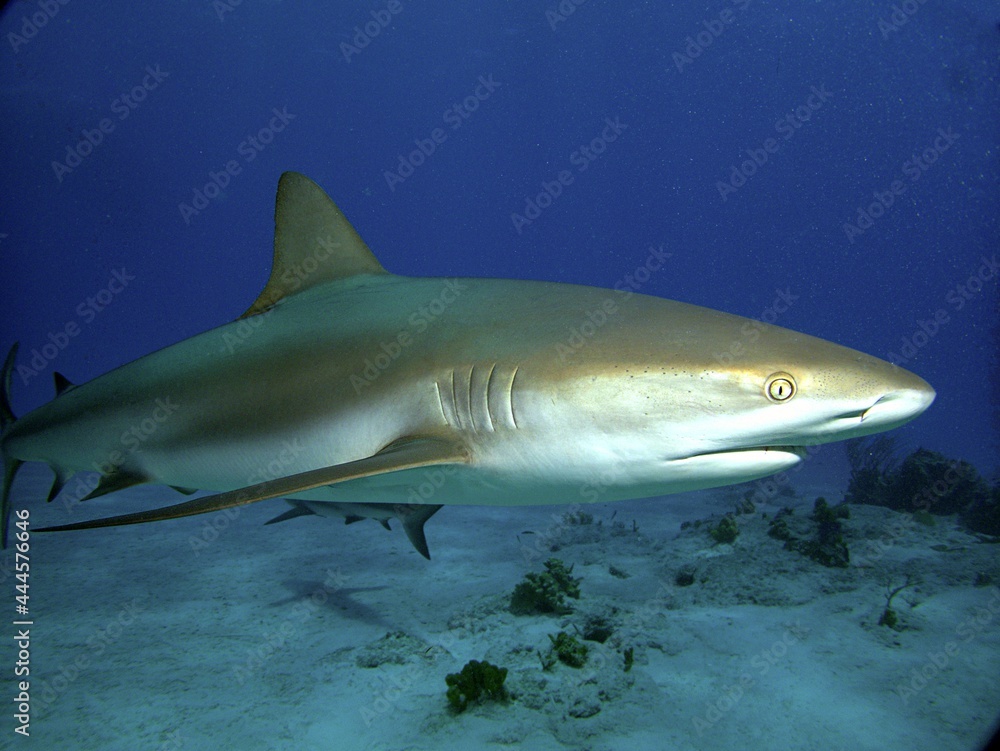 Obraz premium Caribbean Reef Shark Portrait