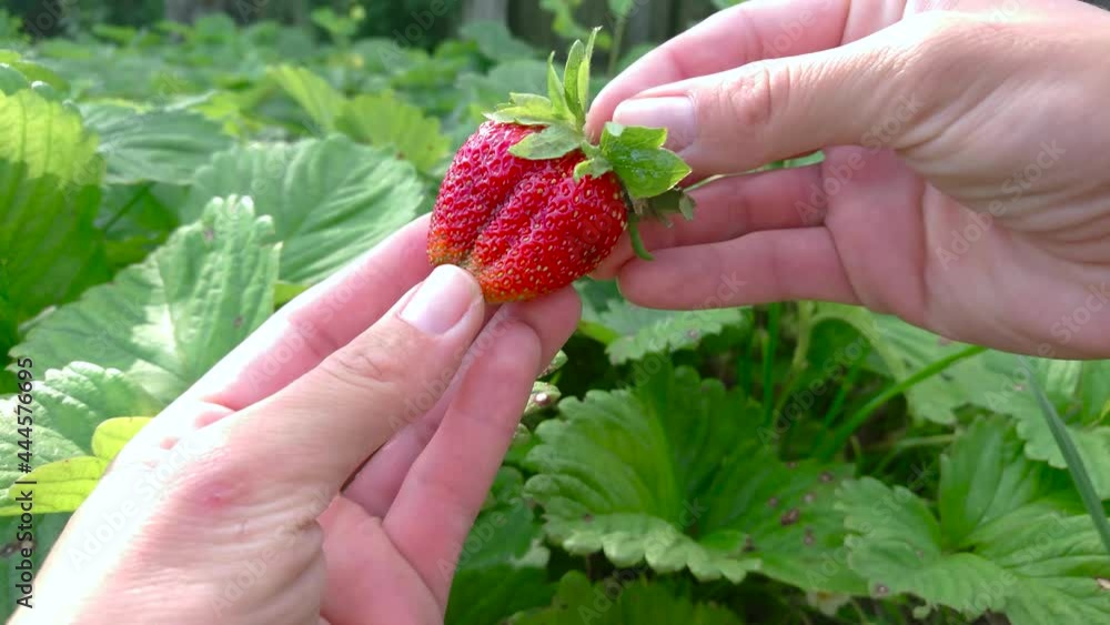 Red ripe strawberries in the hands, soft focus background Red ripe strawberries in the hands, soft focus background