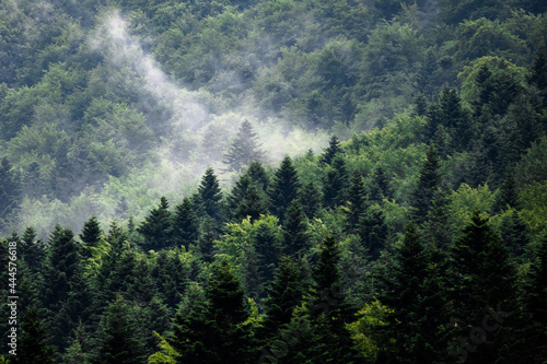 Mgła w górach między drzewami