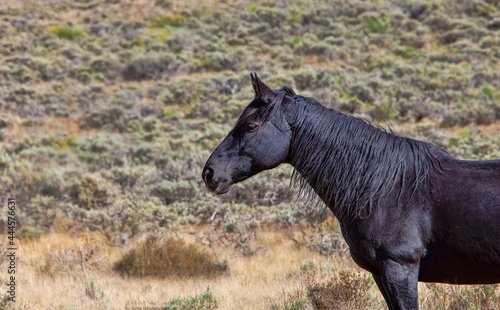 Alert Black Horse in Colorado © Ruth P. Peterkin