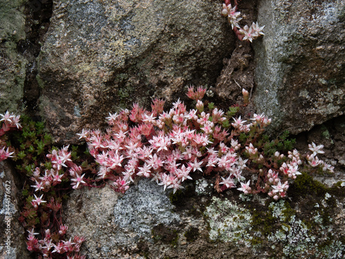 English Stonecrop, Sedum anglicum, growing wild on Dartmoor, UK.