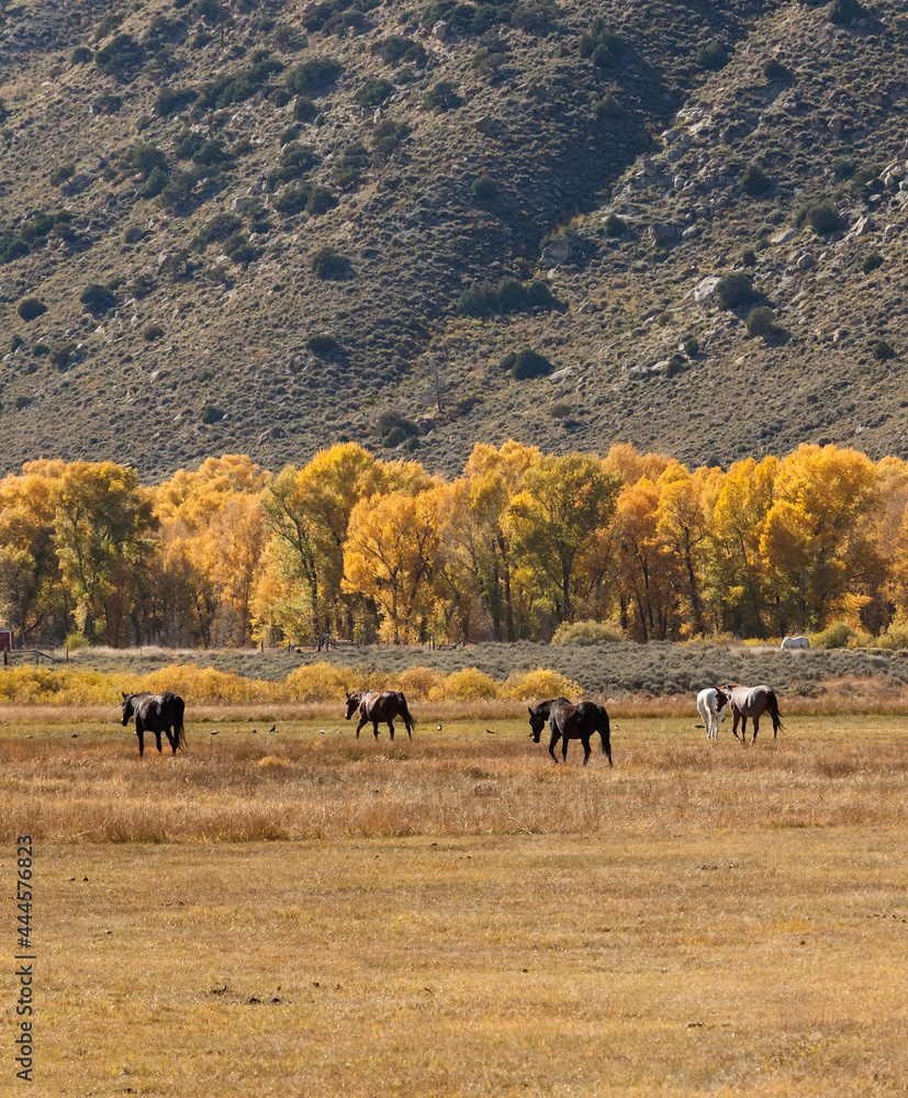 Group of horses in a large meadow