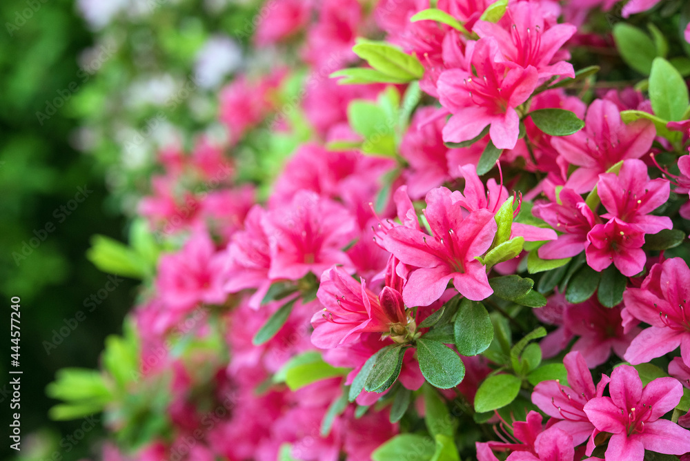 Pink azalea flowers background with copy space ツツジの花の背景 コピースペース Pink azalea flowers background with copy space ツツジの花の背景 コピースペース