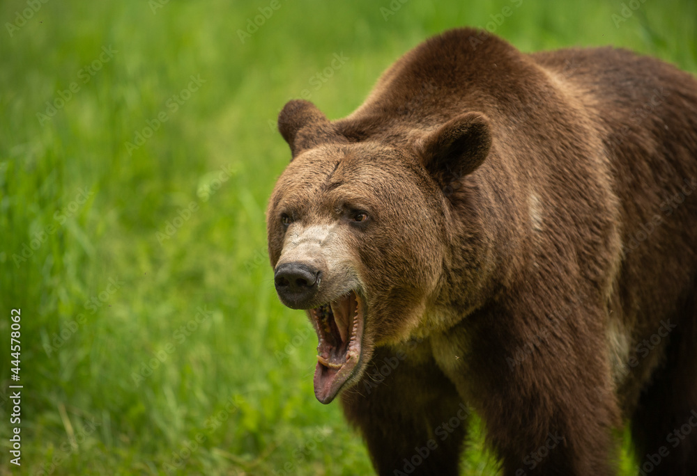 Grizzly meadow stroll