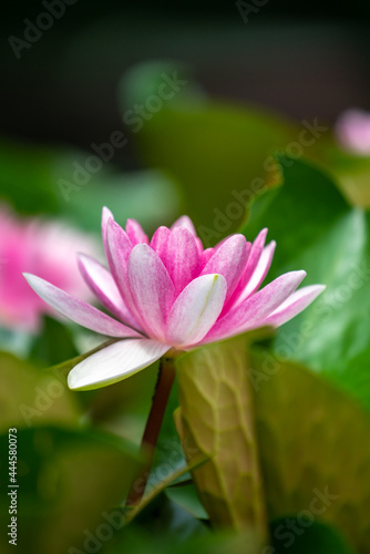 Pink water lily between green leaves