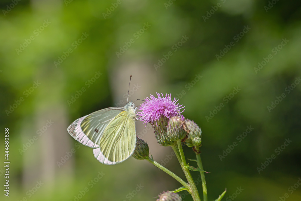 Small cabbage white butterfly (Pieris rapae) on a thistle flower. Small cabbage white butterfly (Pieris rapae) on a thistle flower.