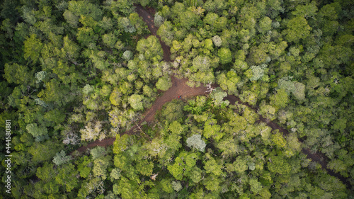 Bosque de un Parque Nacional, donde hay coihues, lengas, ulmos, ciruelillos y cipreses. Ubicado en la región de los Lagos, chile, en el parque Vicente Perez Rosales.