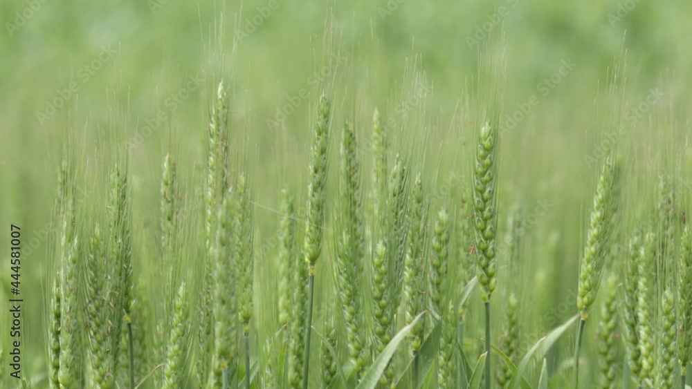 Close up shot of grain-bearing parts of the green wheat, swaying in the breeze in springtime Close up shot of grain-bearing parts of the green wheat, swaying in the breeze in springtime