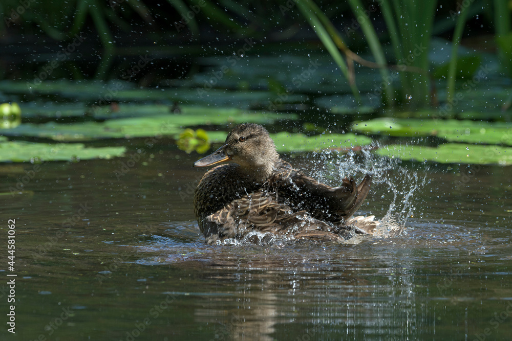 Stockente (Anas platyrhynchos) beim baden, Deutschland Stockente (Anas platyrhynchos) beim baden, Deutschland