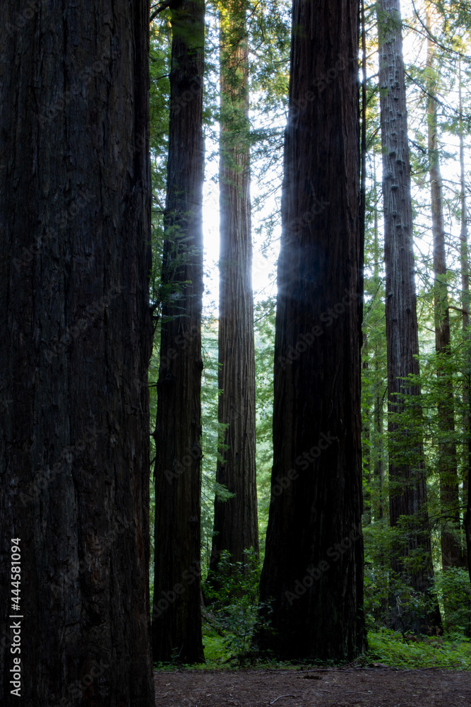 Redwood trees with Light coming through shot in forest off of Avenue of the Giants in California Redwood trees with Light coming through shot in forest off of Avenue of the Giants in California