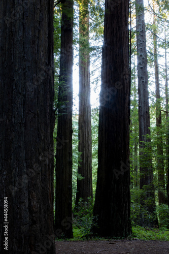 Fototapeta Naklejka Na Ścianę i Meble -  Redwood trees with Light coming through shot in forest off of Avenue of the Giants in California