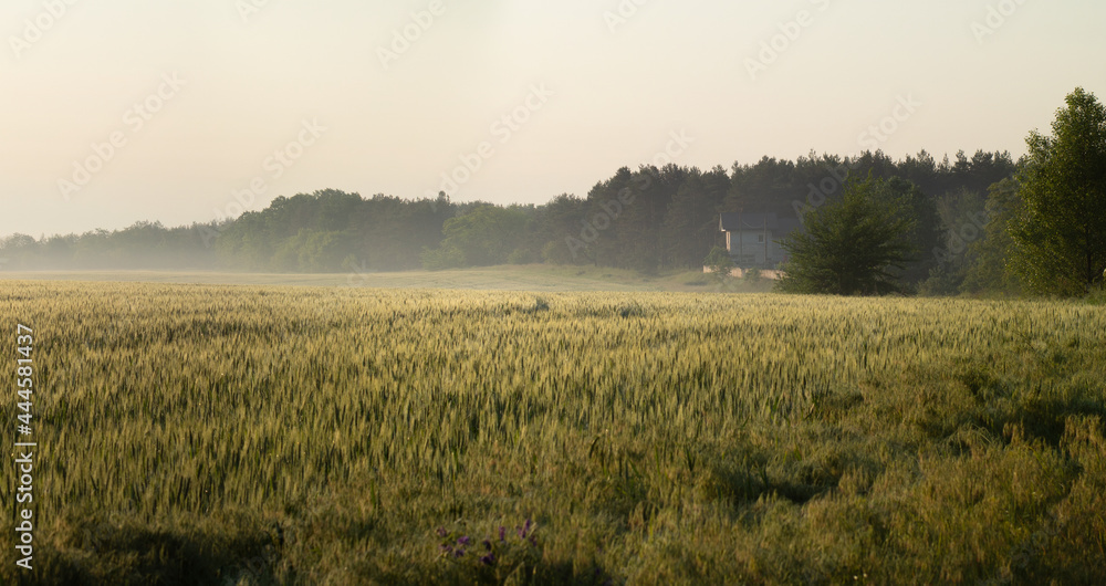 Moring mist over the green field of wheat