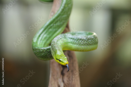 The gonyosoma green snake is a very low venom and harmless snake.