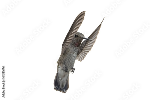 Anna's Hummingbird (Calypte anna) In Flight Against a White Background