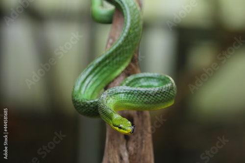 The gonyosoma green snake is a very low venom and harmless snake.