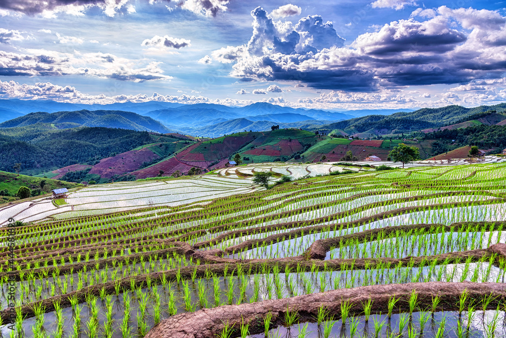 The beautiful scenery of the terraced rice fields at Ban Pa Pong Piang in Chiang mai, Thailand.