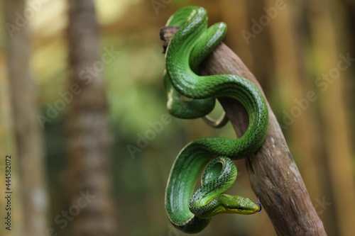 Фотография The gonyosoma green snake is a very low venom and harmless snake.