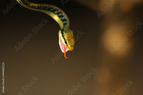 Dendrelaphis pictus (painted bronzeback) is a species of snake found in Southeast Asia and India. photo