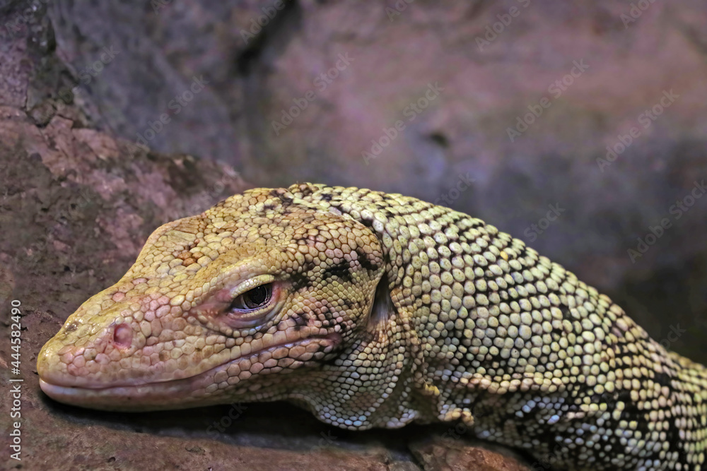 Close-up on the lizard in the park for animals.