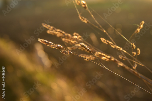 pszenica, rośliny, makro fotografia 