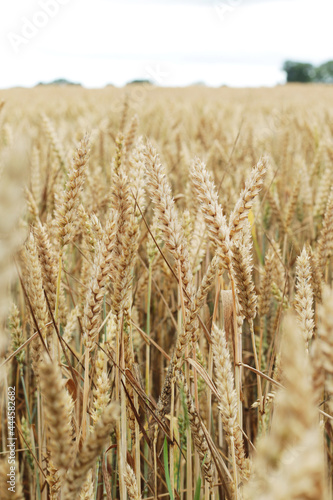 field of golden dry wheat