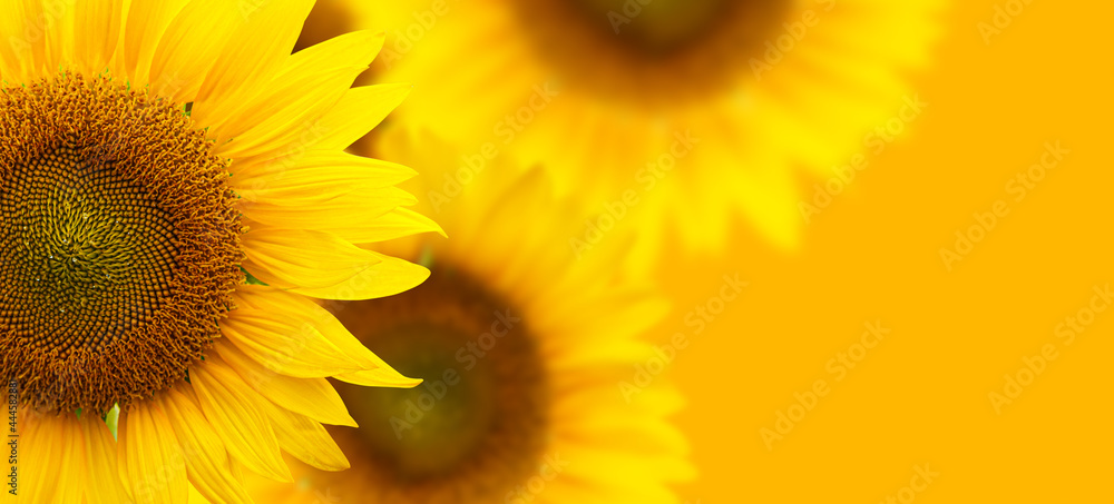 Obraz premium Sunflower background