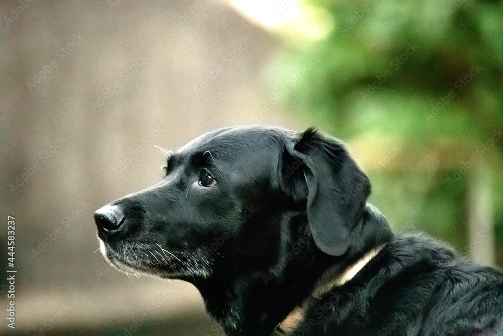 Labrador 