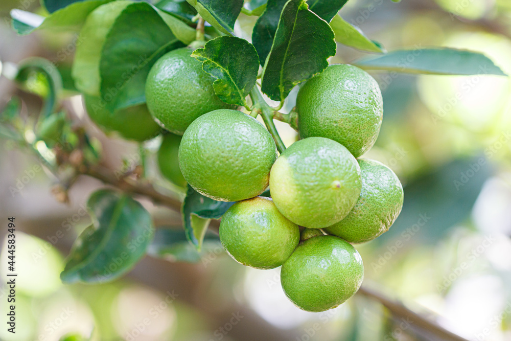 Ripe Lemons hanging on tree