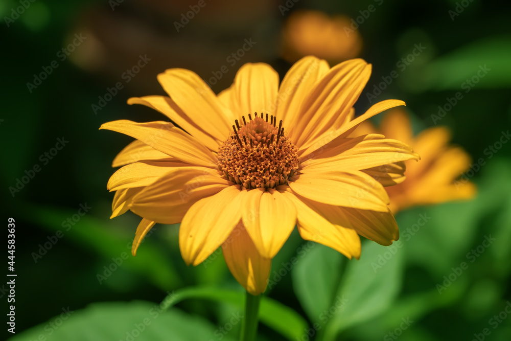 Obraz premium Summer yellow flowers Doronicum. Ornamental plant in the Asteraceae family.