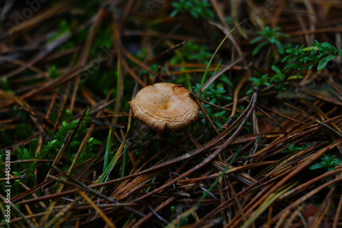 Mushroom in the forest in a clearing in yellow pine needles.