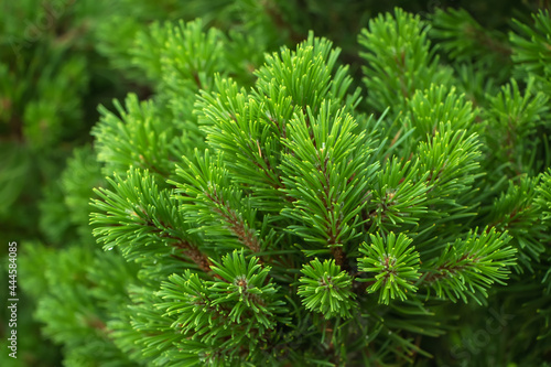 Spruce branch. Beautiful branch of spruce with needles. Christmas tree in nature. Green spruce. Spruce close up.
