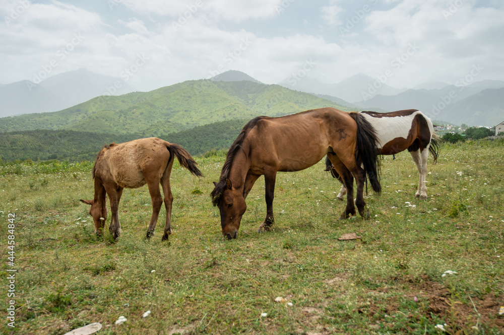 horses in the field