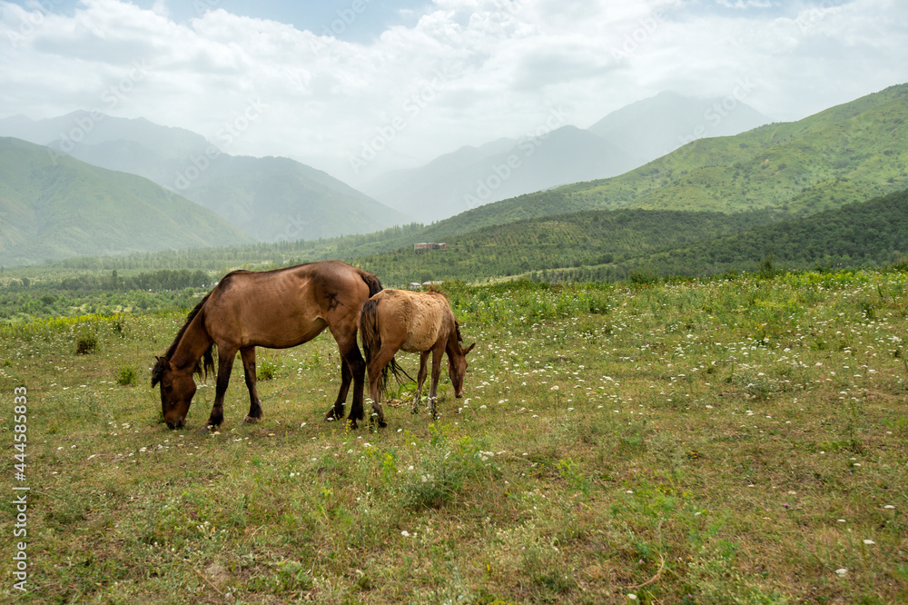 horses in the mountains