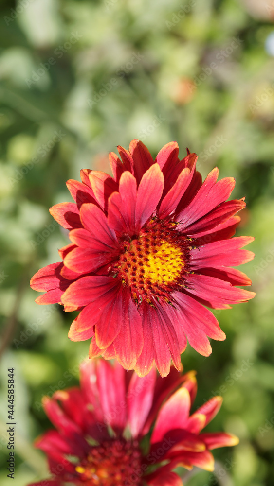 Vue en détail de fleurs de Gaillardia grandiflora 'Burgundy' ou gaillardes à pétales rouge foncé, disque central pourpre teinté de jaune Vue en détail de fleurs de Gaillardia grandiflora 'Burgundy' ou gaillardes à pétales rouge foncé, disque central pourpre teinté de jaune