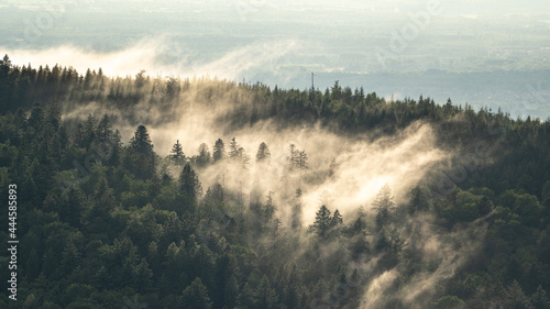 Rising steam after a thunderstorm in the Black Forest photo
