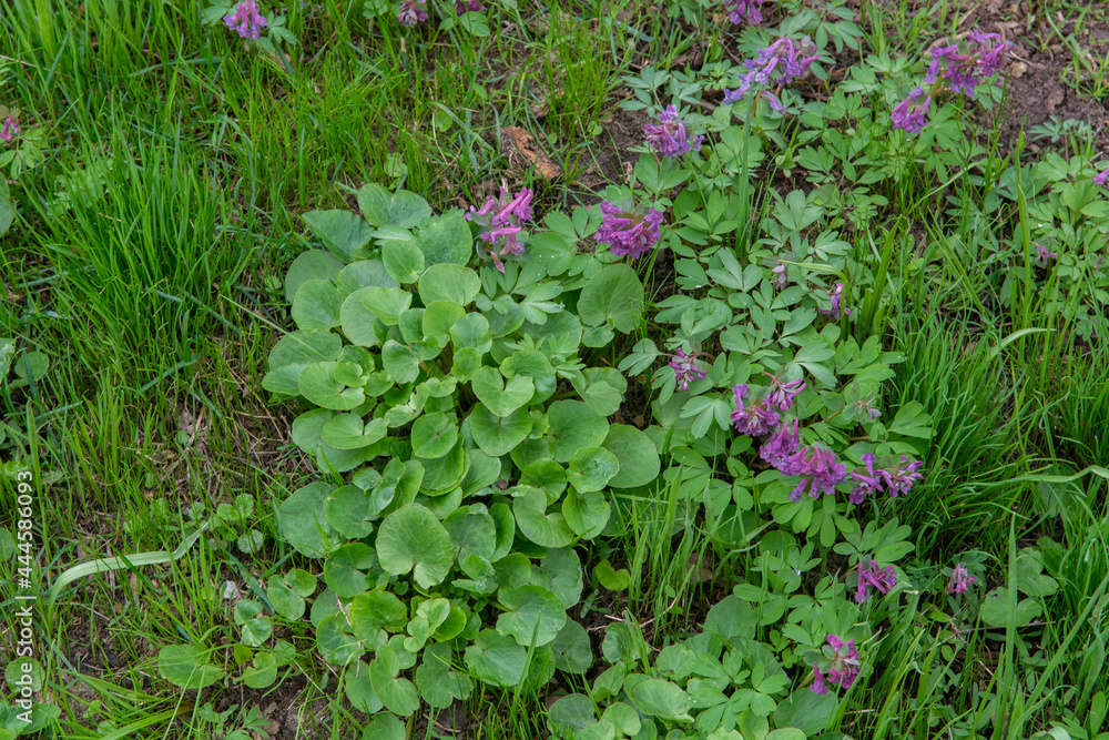 flowers in a garden flowers in a garden
