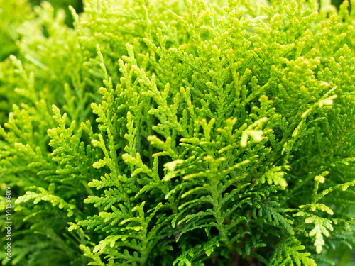 Close-up of the green branches of thuja. Selective focus. Ornamental plant