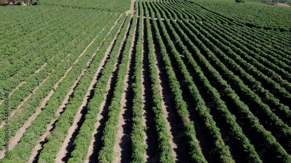 Aerial view of a coffee farm. Coffee plantation. Coffee growing. 4K. Aerial view of a coffee farm. Coffee plantation. Coffee growing. 4K.