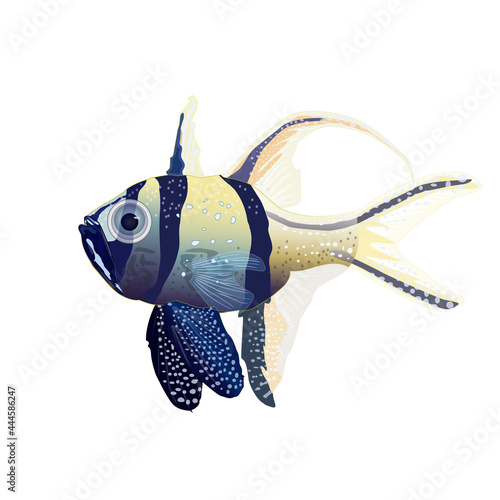 Tropical fish isolated on white background. Banggai cardinalfish  marine or saltwater aquarium fish. Sea animal  maritime character. Stock vector illustration