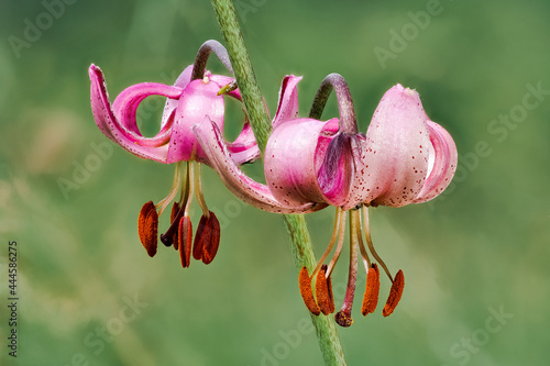 Türkenbundlilie, Lilium martagon