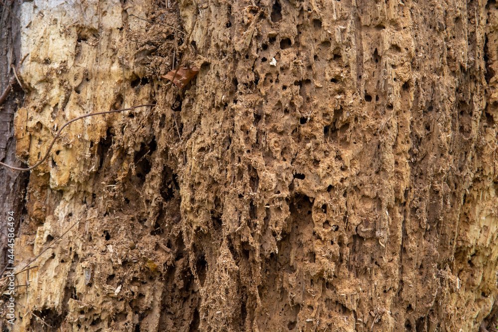 Old rotten wood Old rotten wood