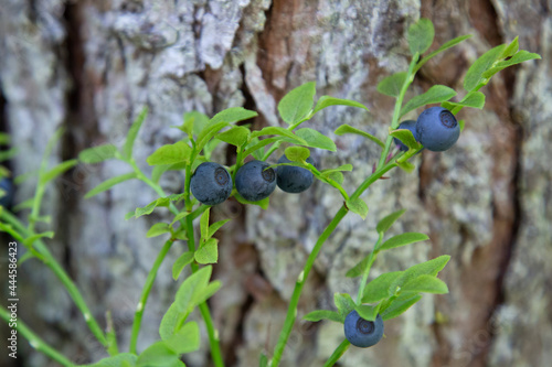 Blueberries in the summer forest. Berries in the forest.