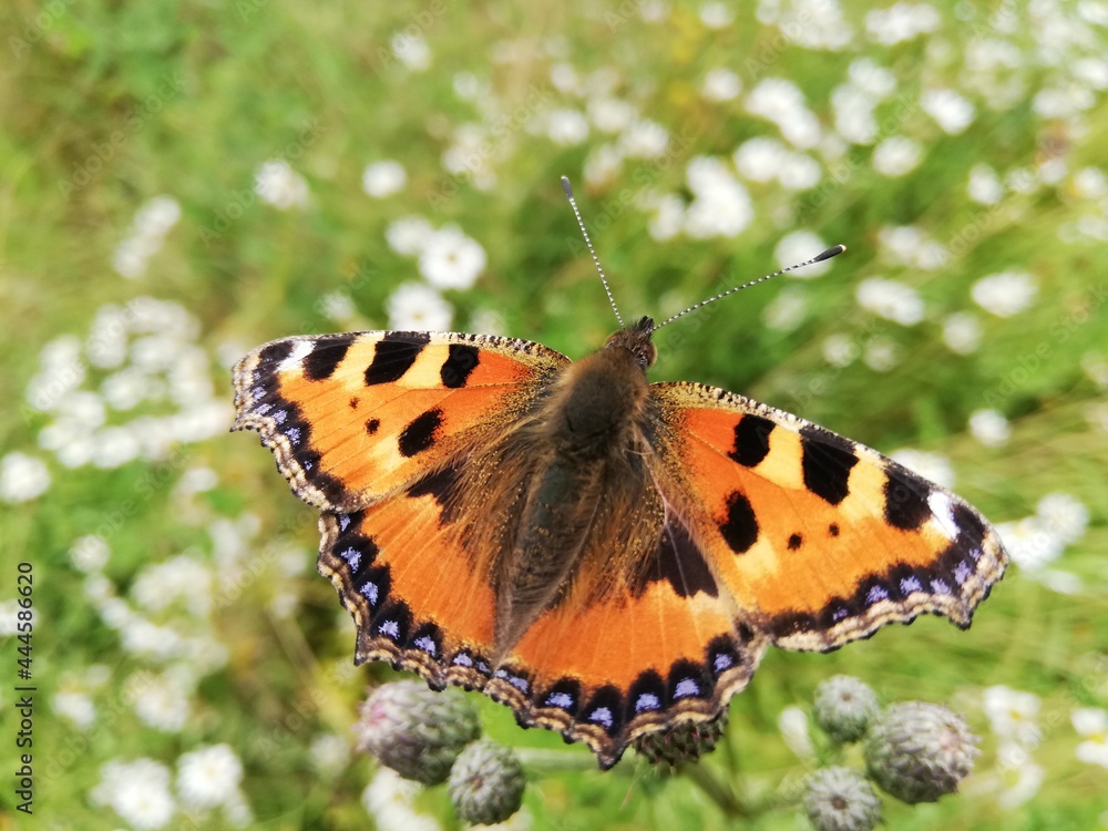 butterfly on a flower butterfly on a flower