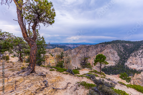 Beautiful landscape. Curved green pine-tree on rock slopes. Hell's Backbone Road in the wilderness area located in south-central Utah, United States.