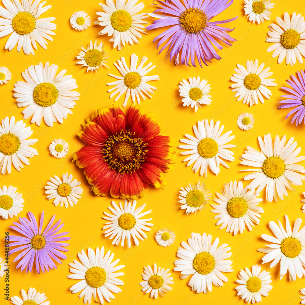 Bright background with white, red and blue chamomiles. Daisy on yellow background. Flat lay Bright background with white, red and blue chamomiles. Daisy on yellow background. Flat lay