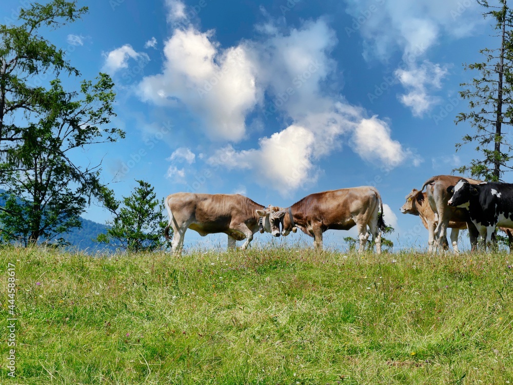 Glückliche Kühe auf der Weide in den Bergen